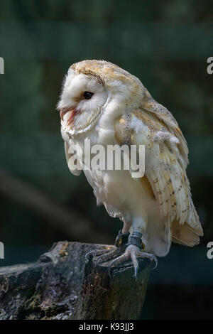 Schleiereule Tyto alba thront auf Baumstumpf im Gehäuse an der britischen Wildlife Center Lingfield Surrey UK. Scharfes Bild Details defokussiertem Hintergrund Stockfoto