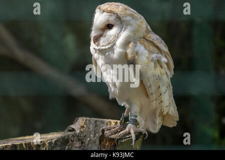 Schleiereule Tyto alba thront auf Baumstumpf im Gehäuse an der britischen Wildlife Center Lingfield Surrey UK. Scharfes Bild Details defokussiertem Hintergrund Stockfoto