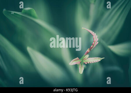 Unreife Montbretia Blume. Stockfoto