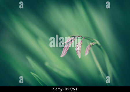 Unreife Montbretia Blume. Stockfoto