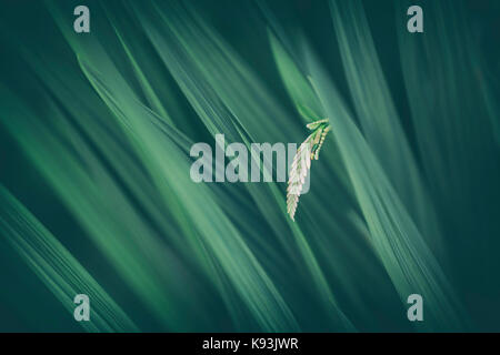 Unreife Montbretia Blume. Stockfoto