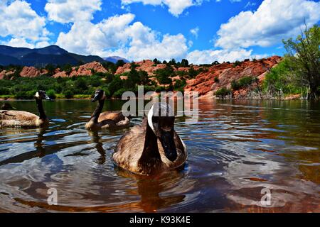 Gänse genießen Sie das erfrischende Wasser bei Red Rocks Open Space Stockfoto