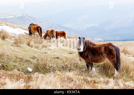 Eine Gruppe von Welsh Mountain Ponys oder Maiskolben, Beweidung auf einem schneebedeckten Hang in die Brecon Beacons, Wales Stockfoto