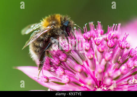 Biene auf astilbe, Hamburg, Deutschland Stockfoto