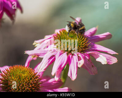 Insekten auf der Echinacea Blume, Hamburg, Deutschland Stockfoto