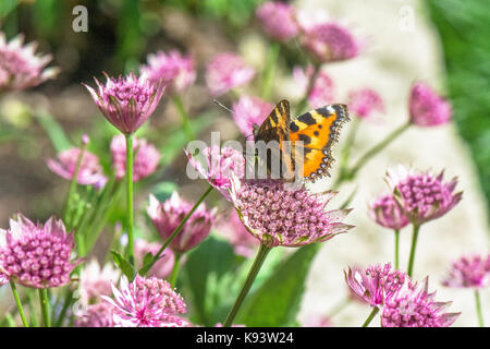 Große schildpatt auf Astrantia Blüten, Hamburg, Deutschland Stockfoto