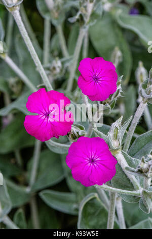 Gartenblumen, Lychnis coronaria, Silene coronaria, Hamburg, Deutschland Stockfoto