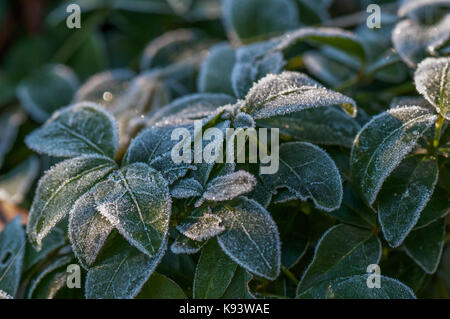 Winter Frost auf Garten Blumen, Hamburg, Deutschland Stockfoto