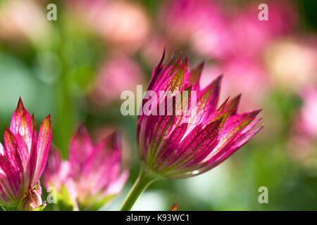 Astilbe, Garten Blumen, Hamburg, Deutschland Stockfoto