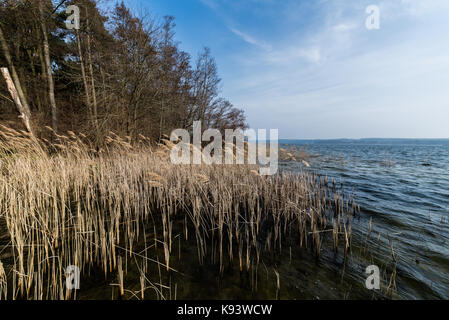 Phragmites am Scharmützelsee, Bad Saarow, Deutschland Stockfoto