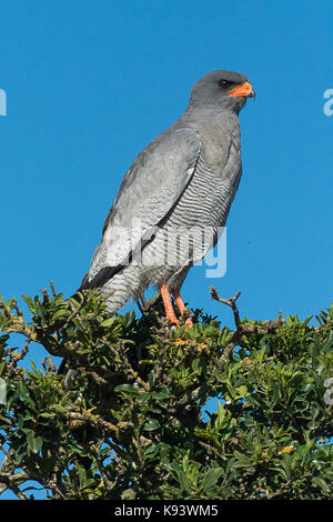 Blass chanting goshawk im Addo Elephant National Park, Eastern Cape, Südafrika Stockfoto