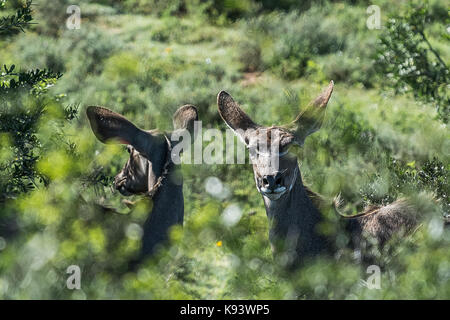 Weibliche kudus am Addo Elephant National Park, Eastern Cape, Südafrika Stockfoto