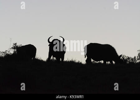 Kapstadt Büffel im Addo Elephant National Park, Eastern Cape, Südafrika Stockfoto