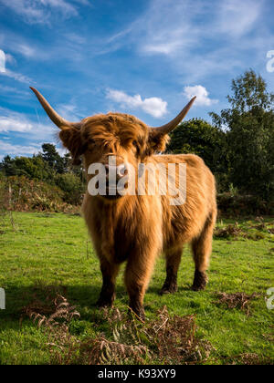 Highland Kuh an hothfield gemeinsame Natur finden Stockfoto
