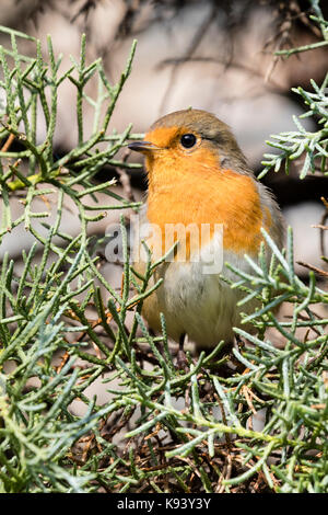 Europäische Rotkehlchen, Erithacus rubecula, bei Erwachsenen Gefieder, hocken im Laub von Cupressus arizonica var. glabra 'Blue Ice' Stockfoto