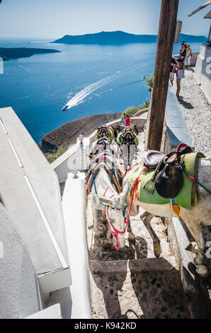 Santorini, Griechenland - 30. Juni 2017: Esel in Fira. Sie für Leute, die den Transport vom Hafen in die Mitte des Dorfes verwendet werden. Stockfoto