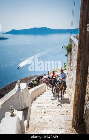 Santorini, Griechenland - 30. Juni 2017: Esel in Fira. Sie für Leute, die den Transport vom Hafen in die Mitte des Dorfes verwendet werden. Stockfoto