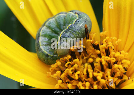 Grüne Raupen Schmetterlinge sind Kohl Schmetterlinge bis in die Mitte des gelben Blume gewellt Stockfoto