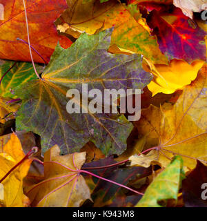 Herbst multicolor trocken Canadiens Hintergrund Stockfoto