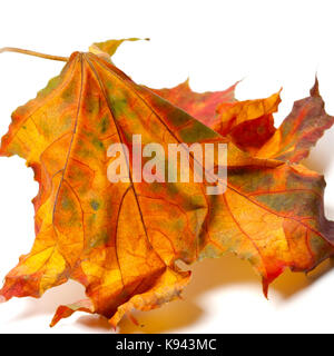 Herbst Ahorn Blatt auf weißem Hintergrund. Nahaufnahme. Stockfoto