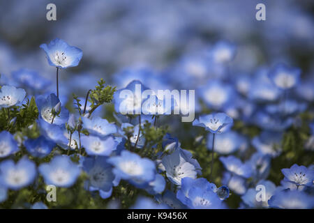 Nahaufnahme von Teppich von Baby blaue Augen, Nemophila Insignis. Stockfoto