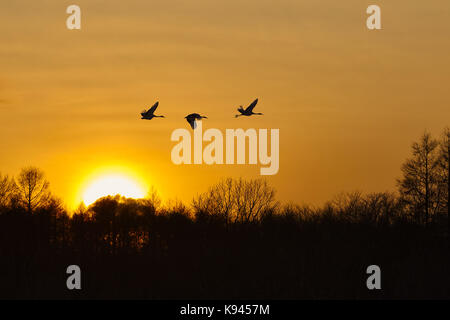 Silhouette von drei rot-gekrönten Kraniche, Grus japonensi, Japanischer Kranich, im Flug bei Sonnenuntergang. Stockfoto