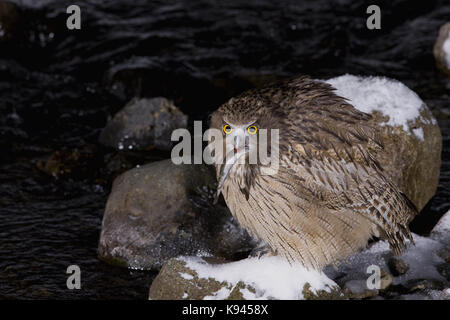 In der Nähe von Brown's Blakiston fische Eule Bubo blakistoni, hocken auf schneebedeckten Felsen, Fische zu fangen. Stockfoto