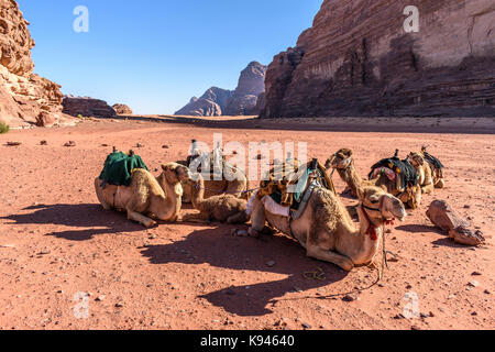 Gruppe der Kamele in der Wüste Wadi Rum Wüste ruhen im südlichen Jordanien. Stockfoto