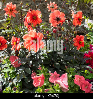 Schöne Anzeige der Dahlie Blumen in einem Cottage Garden in Bainbridge Yorkshire Dales National Park England Vereinigtes Königreich Großbritannien Stockfoto