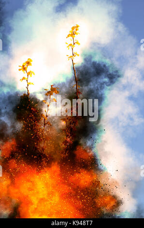 Digital verbesserte Bild einer biblischen brennenden Busch (Buch Exodus [3:1 - 4:17]) in der Wüste Stockfoto