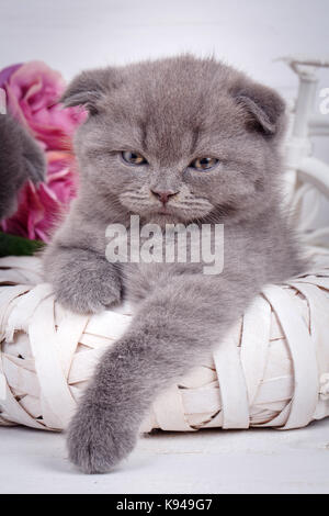 Porträt einer grauen Schottischen Katze mit blauen Augen. Stockfoto