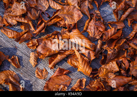 Hintergrund der gefallenen Herbst gemacht verlässt Stockfoto