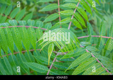 Mit Regentropfen auf einem Strauch. Sumac Blatt, close-up. Rhus typhina 'Dissecta', Staghorn sumach. Frankreich Stockfoto