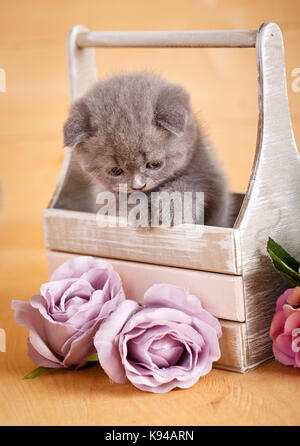 Scottish kitten Portrait. Katze zu Hause. Scottish Fold Cat. Standortwahl in Feld Katze. Stockfoto