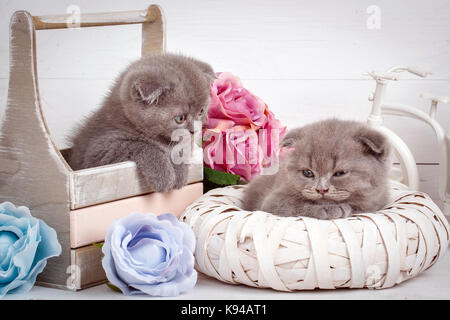 Home, Ruhe und liebe Konzept - zwei Scottish Fold Katzen einschlafen. Stockfoto