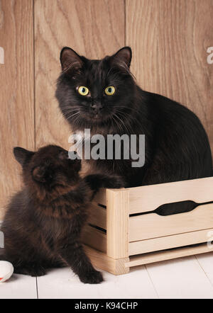 Zwei schwarze Kurilian Bobtail Katzen. Mama mit Ihrem Kätzchen Stockfoto