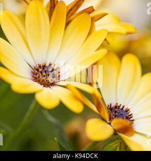 Osteospermum, African Daisy, Cape Daisy, gelbe Blumen, Nahaufnahme, im Sommer Vereinigtes Königreich Stockfoto