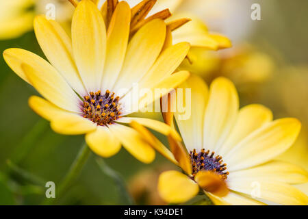 Osteospermum, African Daisy, Cape Daisy, gelbe Blumen, Nahaufnahme, im Sommer Vereinigtes Königreich Stockfoto