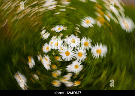 Baldr's Stirn oder Geruchlos False Mayweed in Rygge, Østfold Norwegen. Stockfoto