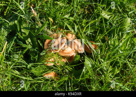 Marasmius Oreades, Fairy ring Champignon, Pilze wachsen auf Gras im frühen Herbst, Turbary gemeinsame Naturschutzgebiet, Dorset, Großbritannien Stockfoto