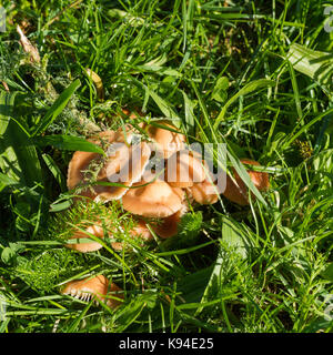 Marasmius Oreades, Fairy ring Champignon, Pilze wachsen auf Gras im frühen Herbst, Turbary gemeinsame Naturschutzgebiet, Dorset, Großbritannien Stockfoto
