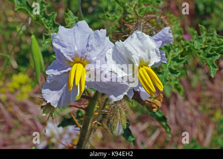 Solanum sisymbrifolium, die klebrige Nachtschatten oder lichi Tomate, Familie der Solanaceae, beheimatet in Südamerika Stockfoto