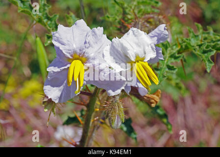 Solanum sisymbrifolium, die klebrige Nachtschatten oder lichi Tomate, Familie der Solanaceae, beheimatet in Südamerika Stockfoto