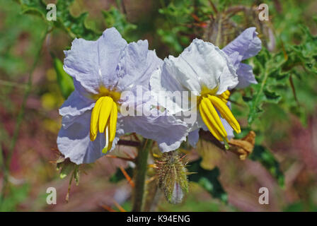 Solanum sisymbrifolium, die klebrige Nachtschatten oder lichi Tomate, Familie der Solanaceae, beheimatet in Südamerika Stockfoto