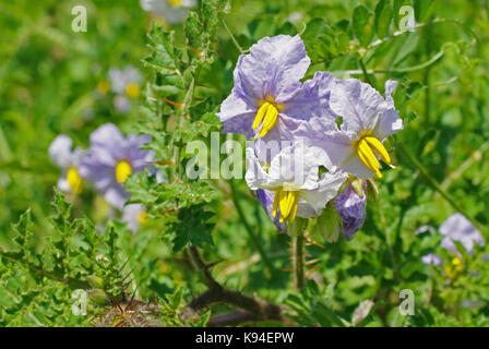 Solanum sisymbrifolium, die klebrige Nachtschatten oder lichi Tomate, Familie der Solanaceae, beheimatet in Südamerika Stockfoto