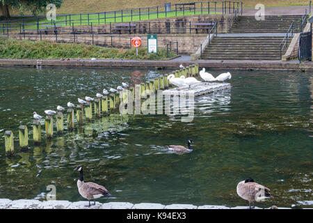 Schwäne und Enten auf Waterloo See, Roundhay Park, Leeds Stockfoto