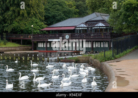 Schwäne und Enten auf Waterloo See, Roundhay Park, Leeds Stockfoto