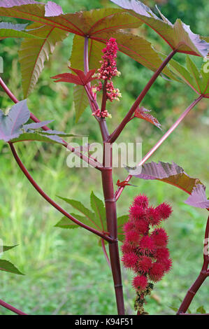 Ricinus communis, die Castorbean oder Rizinus - Pflanze, die Blüte, Familie Euphorbiaceae Stockfoto