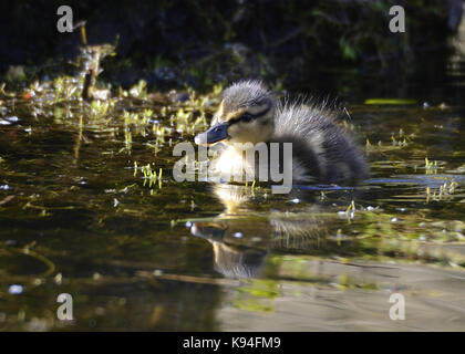 Das Porträt eines kleinen Stockente Entlein im Wasser am Rande eines Sees, Fütterung von Unkraut in der ruhigen warmen Wasser Stockfoto