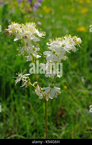 Die wildflower Filipendula vulgaris, die Dropwort oder Farn - Blatt Dropwort, Familie der Rosaceae Stockfoto